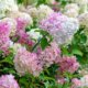 Ist die Rispenhortensie winterhart