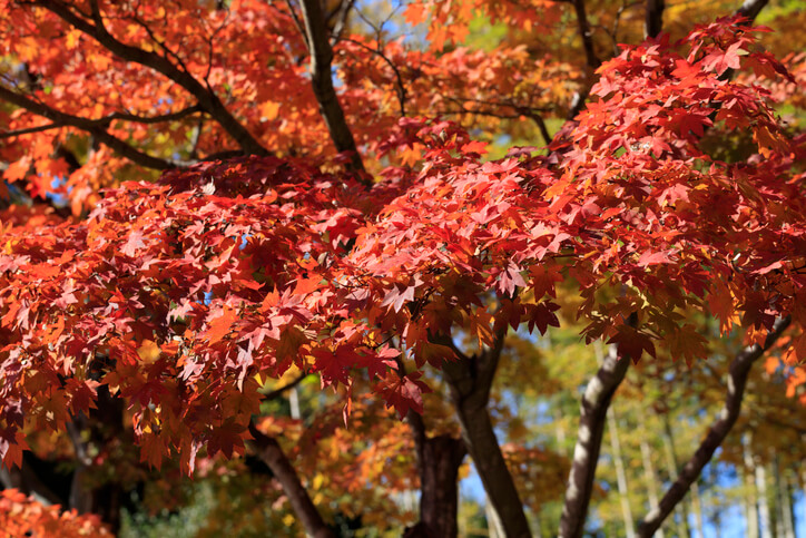 Japanischen Ahorn pflanzen und pflegen
