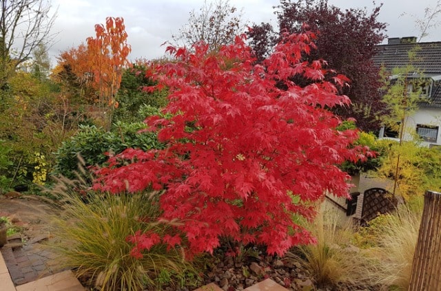 Japanischen Ahorn winterfest machen