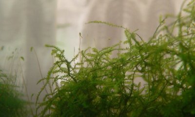 Javamoos befestigen - Anleitung zum richtig Aufbinden