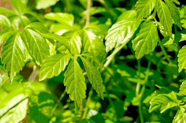 Jiaogulan vermehren - die besten Methoden