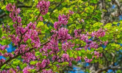 Judasbaum als Hochstamm ziehen