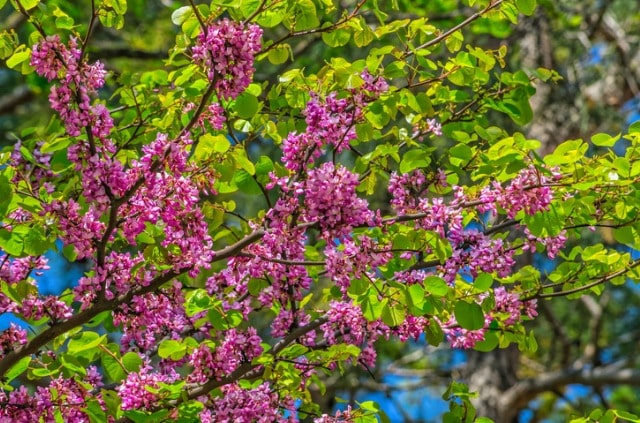 Judasbaum als Hochstamm ziehen