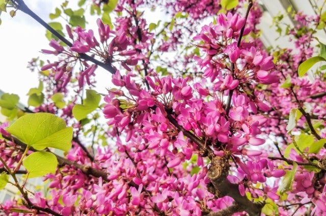 Judasbaum schneiden - Zeitpunkt und Anleitung