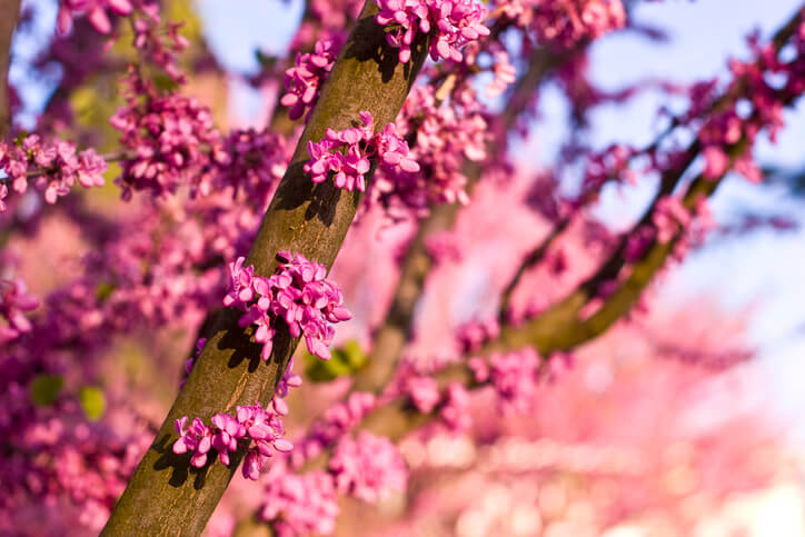 Judasbaum zum Hochstamm erziehen
