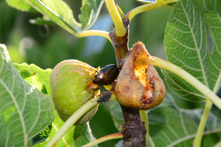 Käfer am Feigenbaum