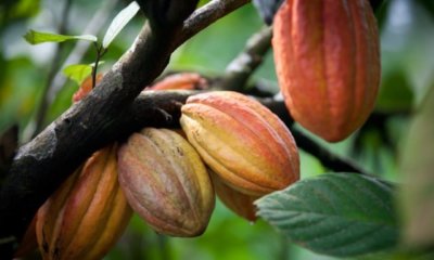 Kakaopflanze Pflege