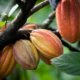 Kakaopflanze Pflege