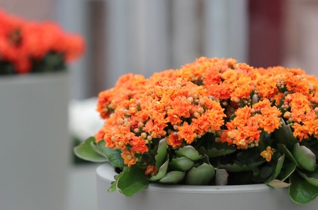Kalanchoe schneiden - Tipps und Tricks
