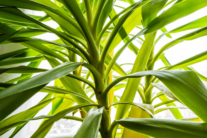 Kalkhaltiges Leitungswasser für die Yucca