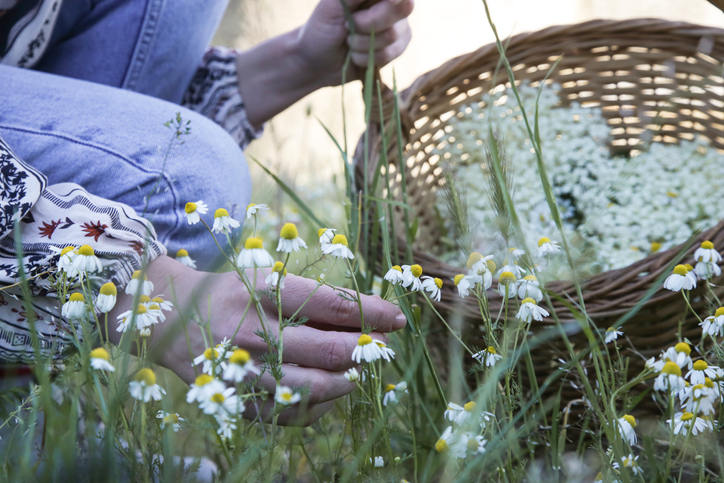 Kamille pflanzen - das sollten Sie beachten
