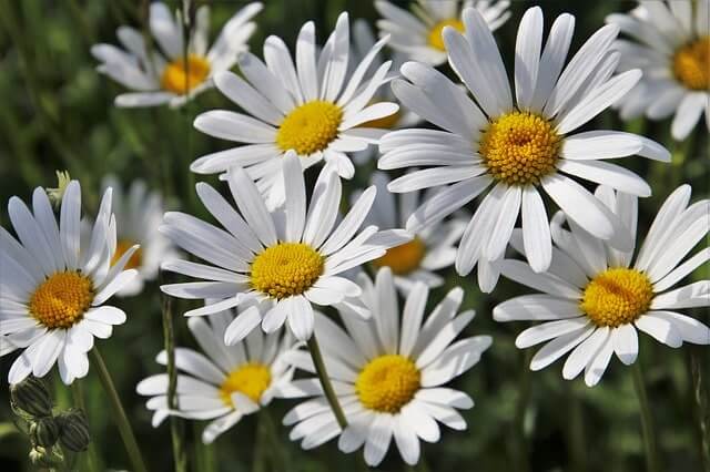 Kamille richtig ernten und lagern