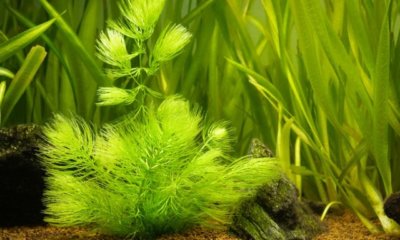 Kann man Hornkraut ins Aquarium einpflanzen