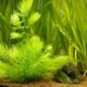 Kann man Hornkraut ins Aquarium einpflanzen