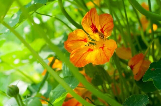 Kapuzinerkresse richtig trocknen