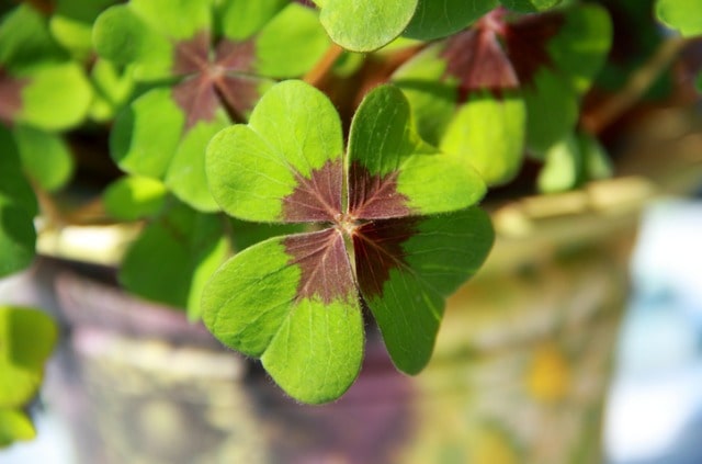 Klee im Topf pflegen