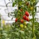 Kleines Gewächshaus für Tomaten selber bauen