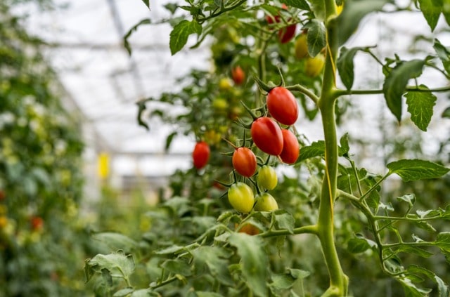 Kleines Gewächshaus für Tomaten selber bauen