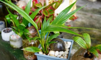 Kokospalme - die exotische Zimmerpflanze