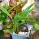 Kokospalme - die exotische Zimmerpflanze