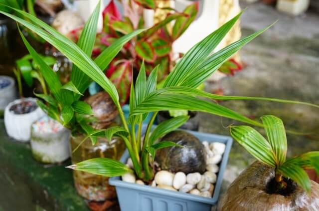 Kokospalme - die exotische Zimmerpflanze