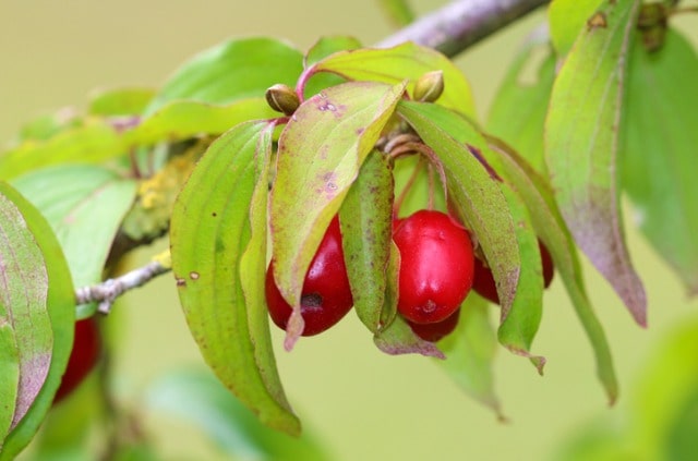 Kornelkirsche pflanzen und pflegen