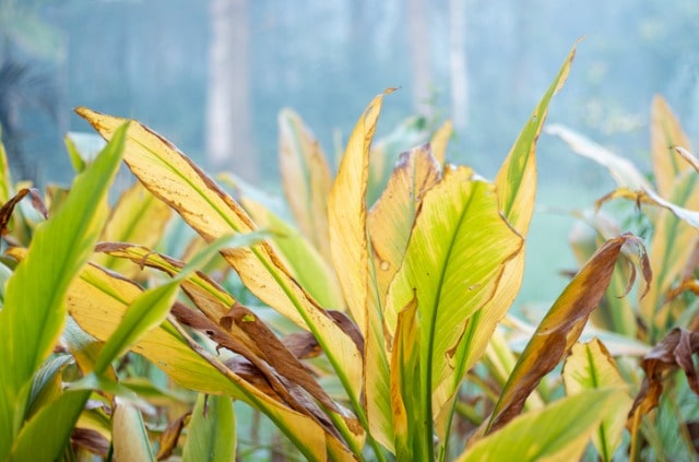 Kurkuma Blätter rollen sich ein und werden gelb - was tun