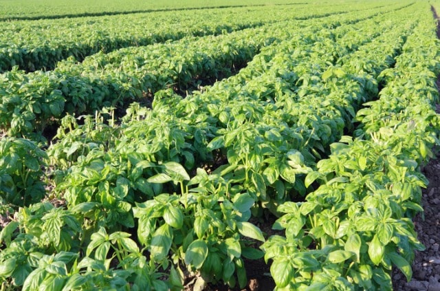 Läuse an Basilikum - so bekämpfen Sie es richtig!