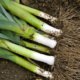Lauch ernten und lagern - mit dieser Anleitung gelingt es