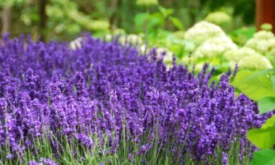 Lavendel verblüht - was tun