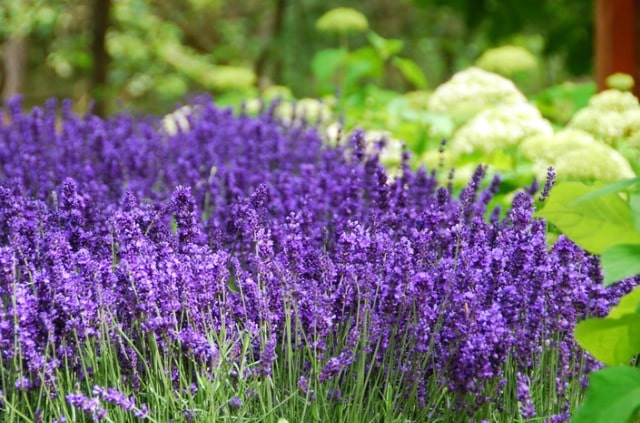 Lavendel verblüht - was tun