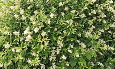 Liguster Hecke richtig düngen - wie und womit