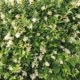 Liguster Hecke richtig düngen - wie und womit