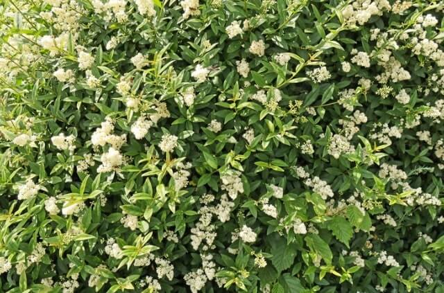 Liguster Hecke richtig düngen - wie und womit