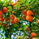Mandarinenbaum in Deutschland pflanzen