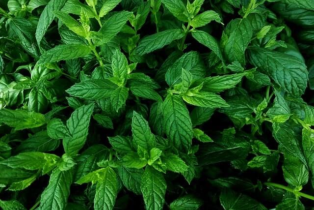 ᐅ Minze richtig schneiden wichtige Hinweise