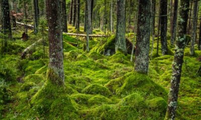 Moos im Wald sammeln - ist das erlaubt