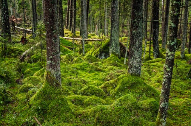 Moos im Wald sammeln - ist das erlaubt