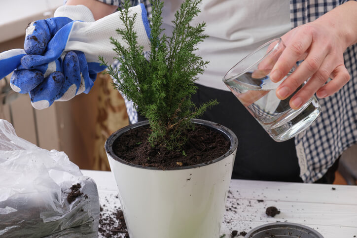 Nadelbäume im Kübel gießen