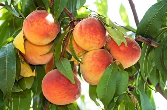 Nektarinenbaum winterhart machen