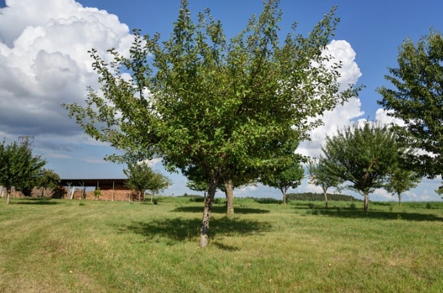Obstbaum ohne Früchte: woran liegt das