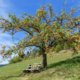 Obstbaumpflege im Frühjahr und Herbst