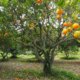 Orangenbaum richtig düngen