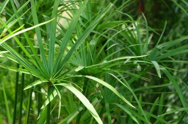 Papyrus - die richtige Pflege