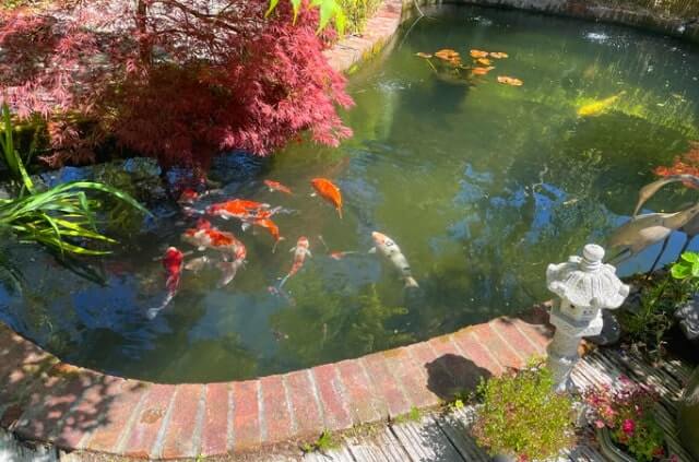 Pflanzenfilter für den Gartenteich