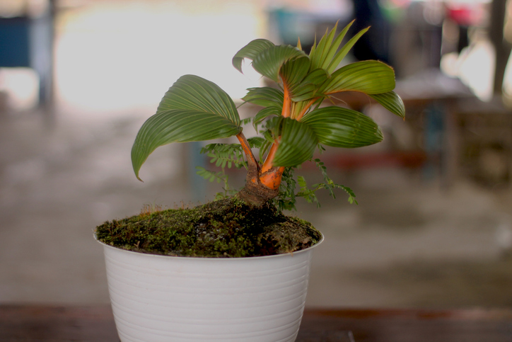 Pflanzsubstrat und Dünger