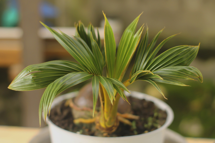 Pflege der Kokospalme