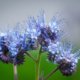 Phacelia richtig säen