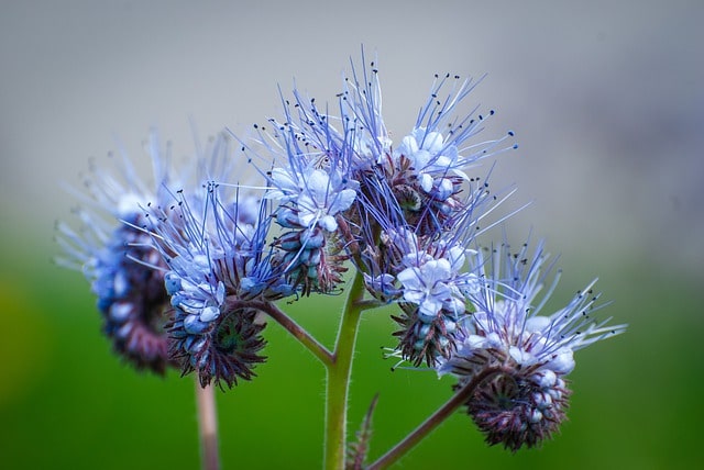 Phacelia richtig säen