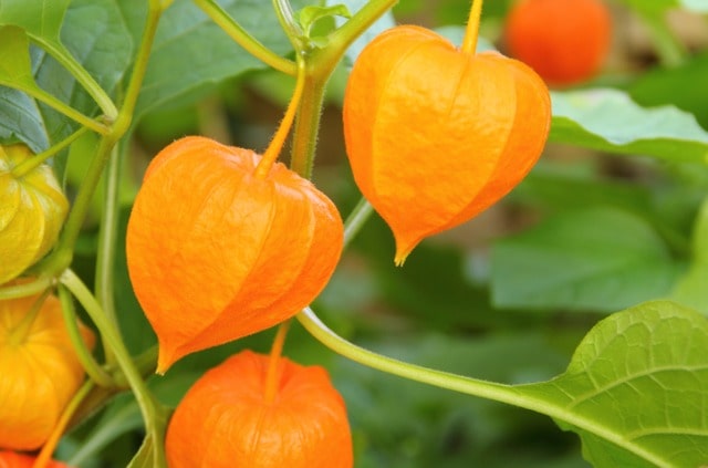Physalis über Stecklinge vermehren - Schritt-für-Schritt-Anleitung